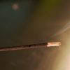 tibetan organic sandelwood incense