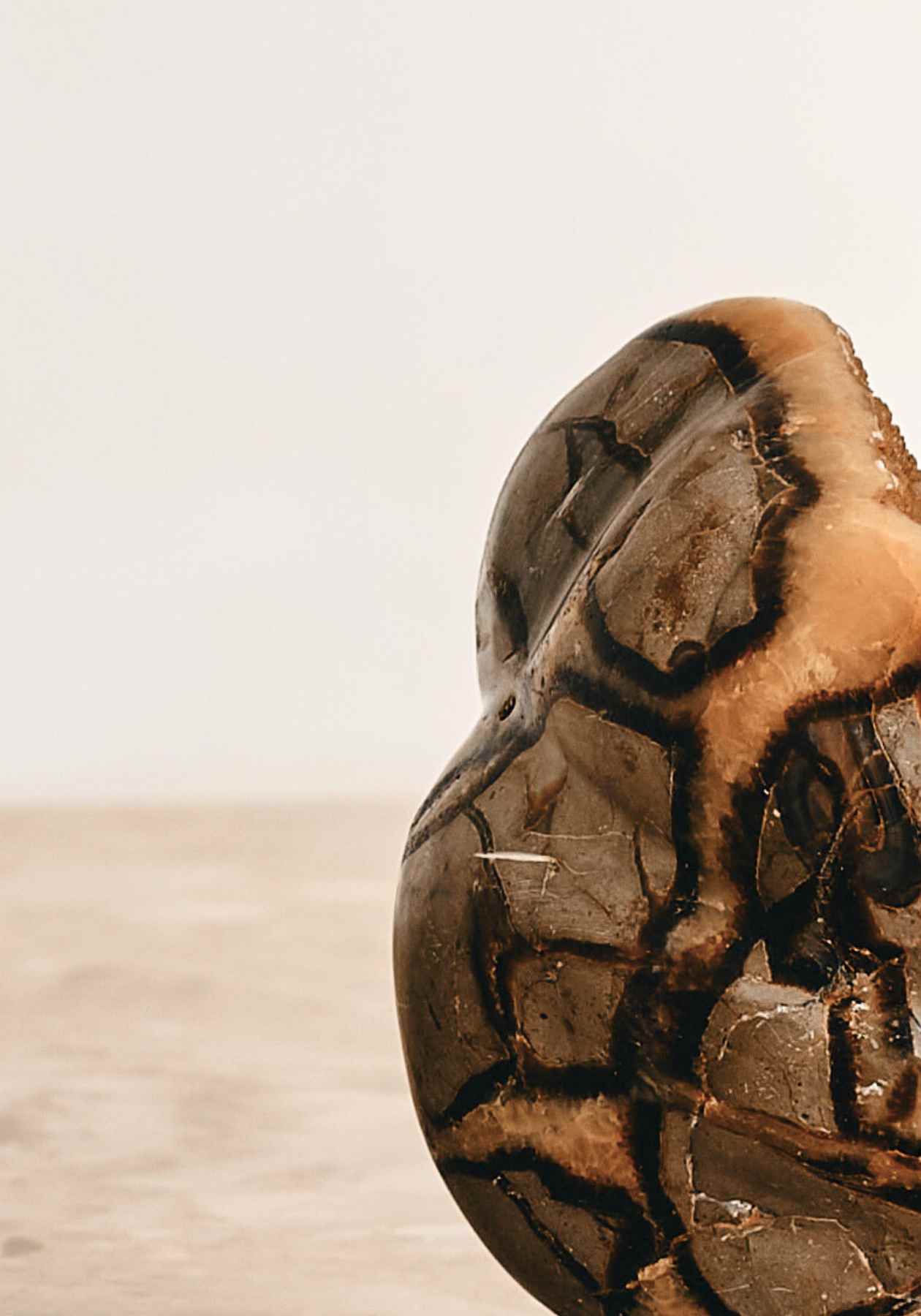 Daughters of the Deep | Septarian